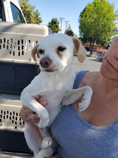 Rigby, an Italian Greyhound-Jack Russell