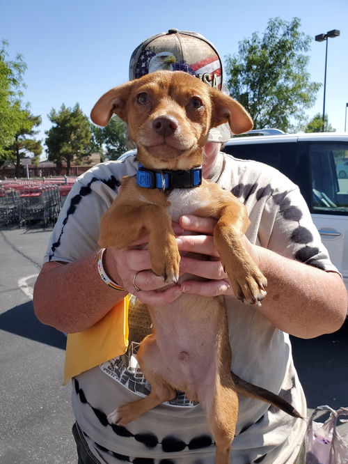 Clyde, a Dachshund mix puppy