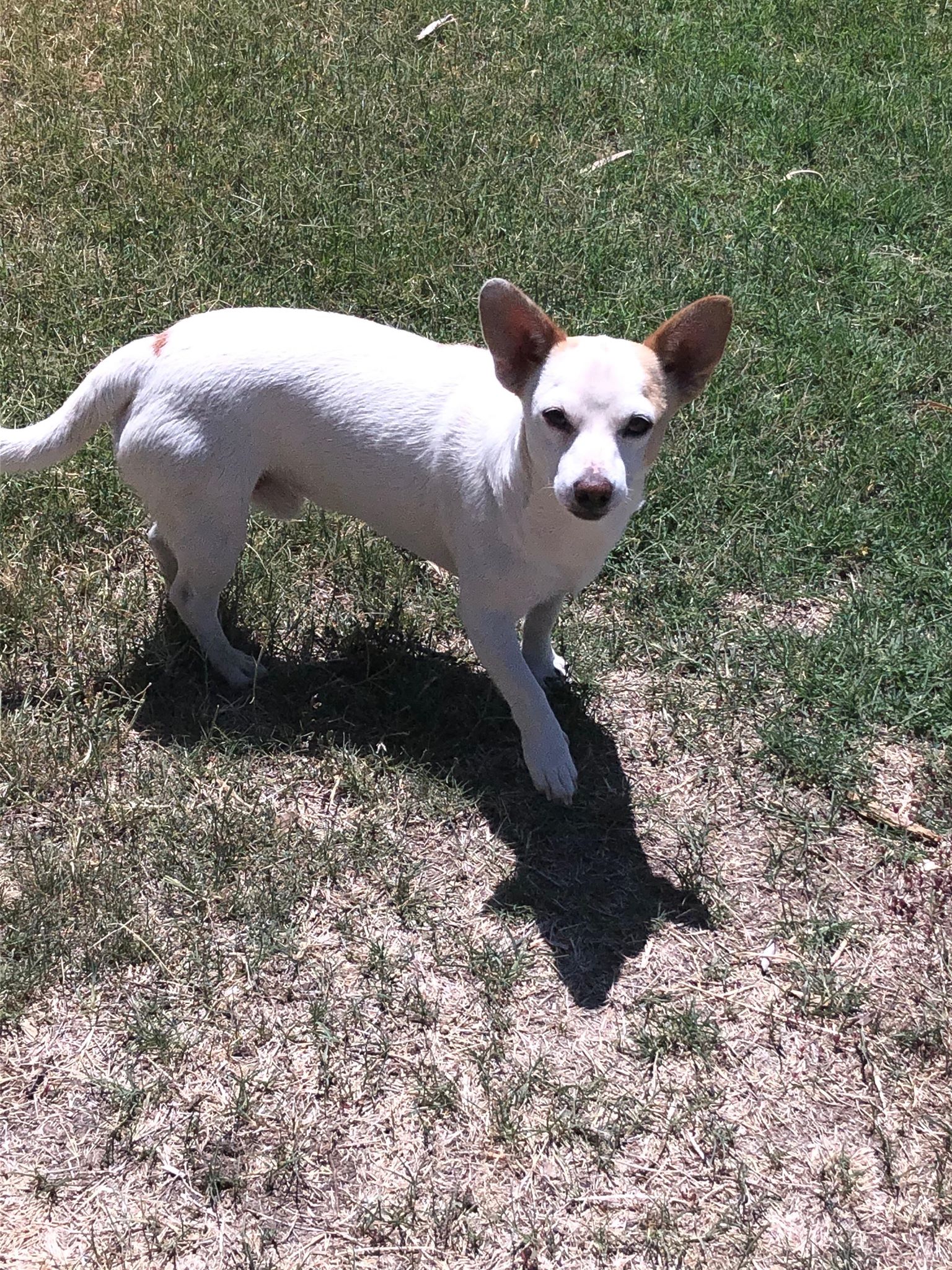 Corgi jack best sale russell chihuahua mix