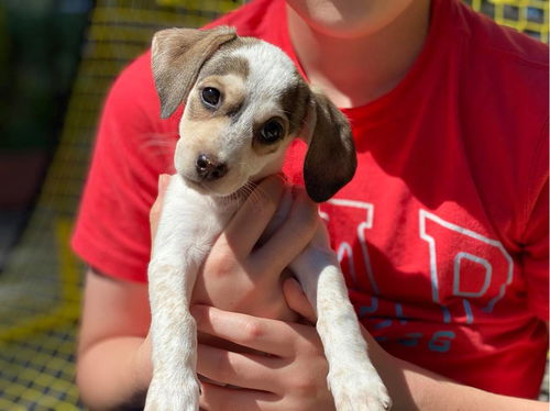 Dona a Italian Greyhound-JRT mix puppy