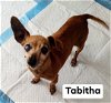 Tabitha, a senior chihuahua