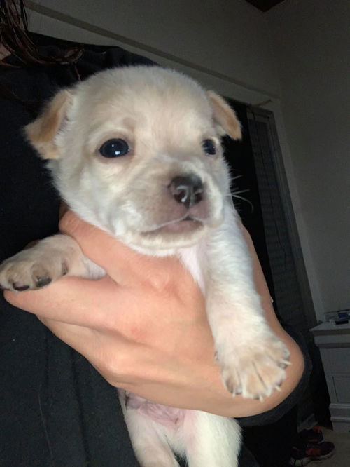 Aubin, a Jack Russell-Dachshund puppy