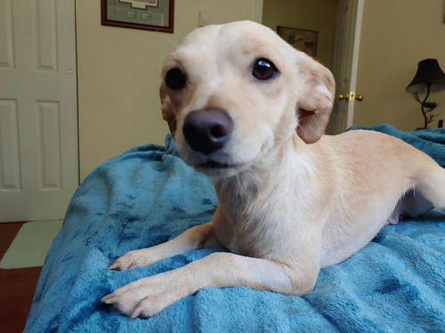 Allie A young dachshund mix