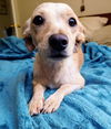 Allie A young dachshund mix