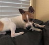 Beau a young Rat Terrier mix