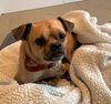 Gus a Pug mix boy