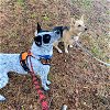 Wheeler A Heeler Border Collie Pup