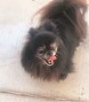Toby and Chia Pomeranian Duo