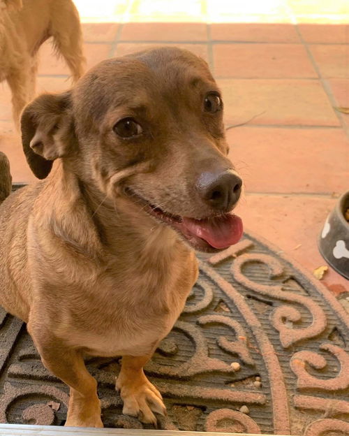 Bear a Long Hair Dachshund mix