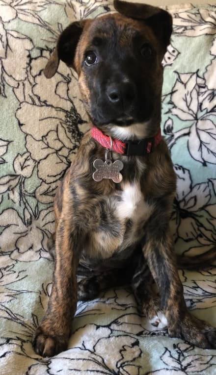 Penny a Boxer-Dutch Shepherd puppy