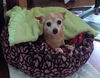 Tiny a sweet senior Chihuahua