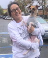 Skipper a Jack Russell-Italian greyhound Pup