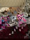 Skipper a Jack Russell-Italian greyhound Pup