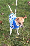 Skipper a Jack Russell-Italian greyhound Pup