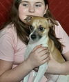 Skipper a Jack Russell-Italian greyhound Pup