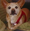 BJ A senior French Bulldog-Corgi mix