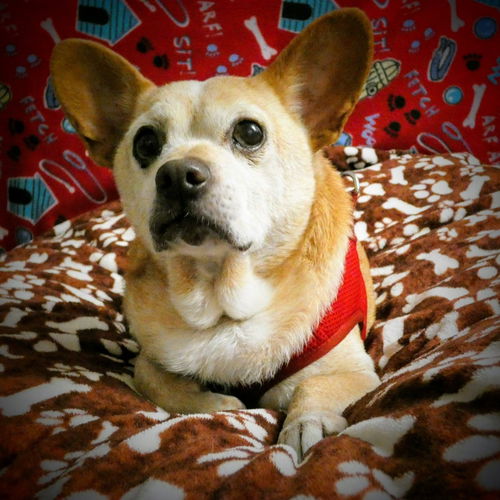 BJ A senior French Bulldog-Corgi mix