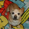 BJ A senior French Bulldog-Corgi mix