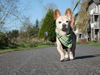 BJ A senior French Bulldog-Corgi mix