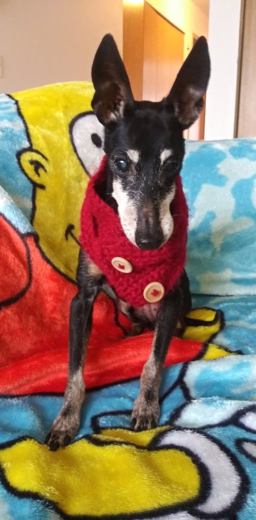 BELLA a senior Manchester Terrier miniature