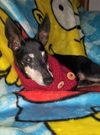 BELLA a senior Manchester Terrier miniature