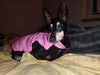 BELLA a senior Manchester Terrier miniature