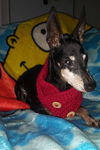 BELLA a senior Manchester Terrier miniature