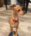 Marlon an Italian Greyhound Mix