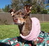 Trilby a small chihuahua