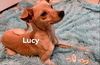 Lucy a Basenji mix