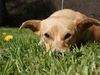 Lucy a Basenji mix