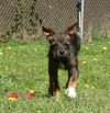 Lilly, a Basenji-Jack Russell Puppy