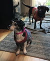 Topsy (now Toby) senior dachshund