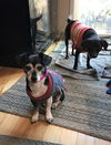 Topsy (now Toby) senior dachshund