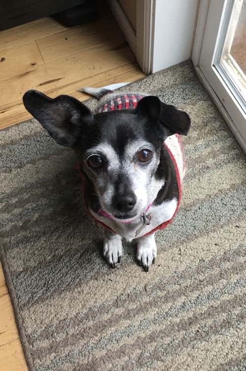 Topsy (now Toby) senior dachshund