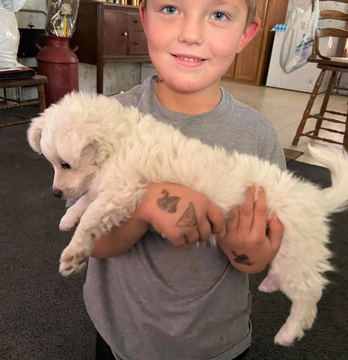 Snowball, a Maltese-poodle mix