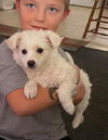 Snowball, a Maltese-poodle mix