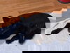 Shue a 35 pound Schipperke mix senior