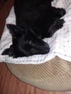 Shue a 35 pound Schipperke mix senior