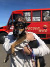 Pappas A Manchester Terrier Senior