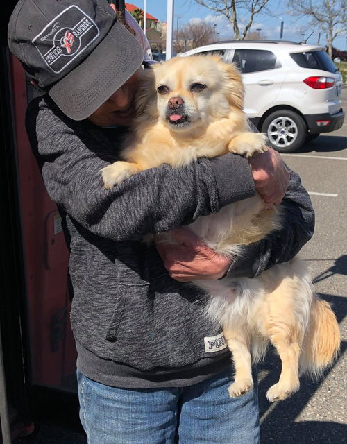 Chai a Pekingnese -Pomeranian