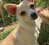 Chantal A young Chihuahua mix