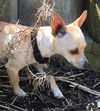 Chantal A young Chihuahua mix