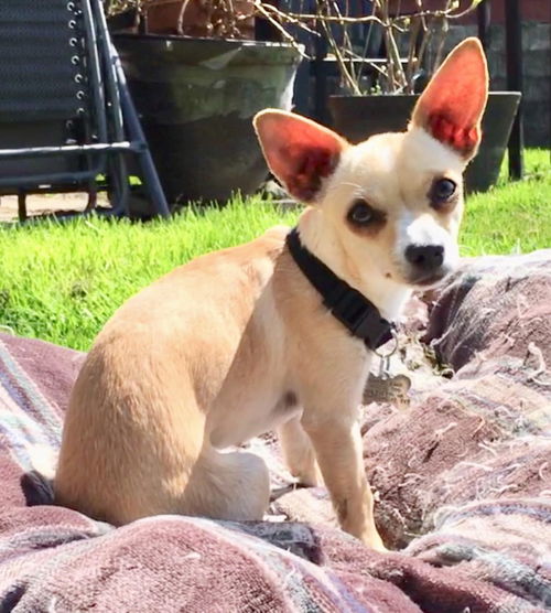 Chantal A young Chihuahua mix