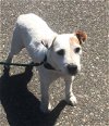 Jackson (now Bo) a Jack Russell terrier