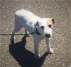 Jackson (now Bo) a Jack Russell terrier