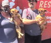 Simon a Pug-Chihuahua Mix (Chug)