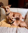 Honey and Laci a Bonded mom/daughter pair