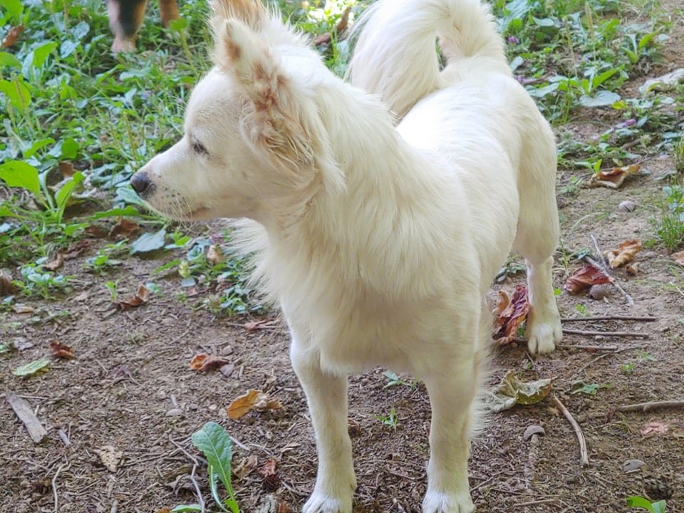 Japanese spitz sale jack russell mix