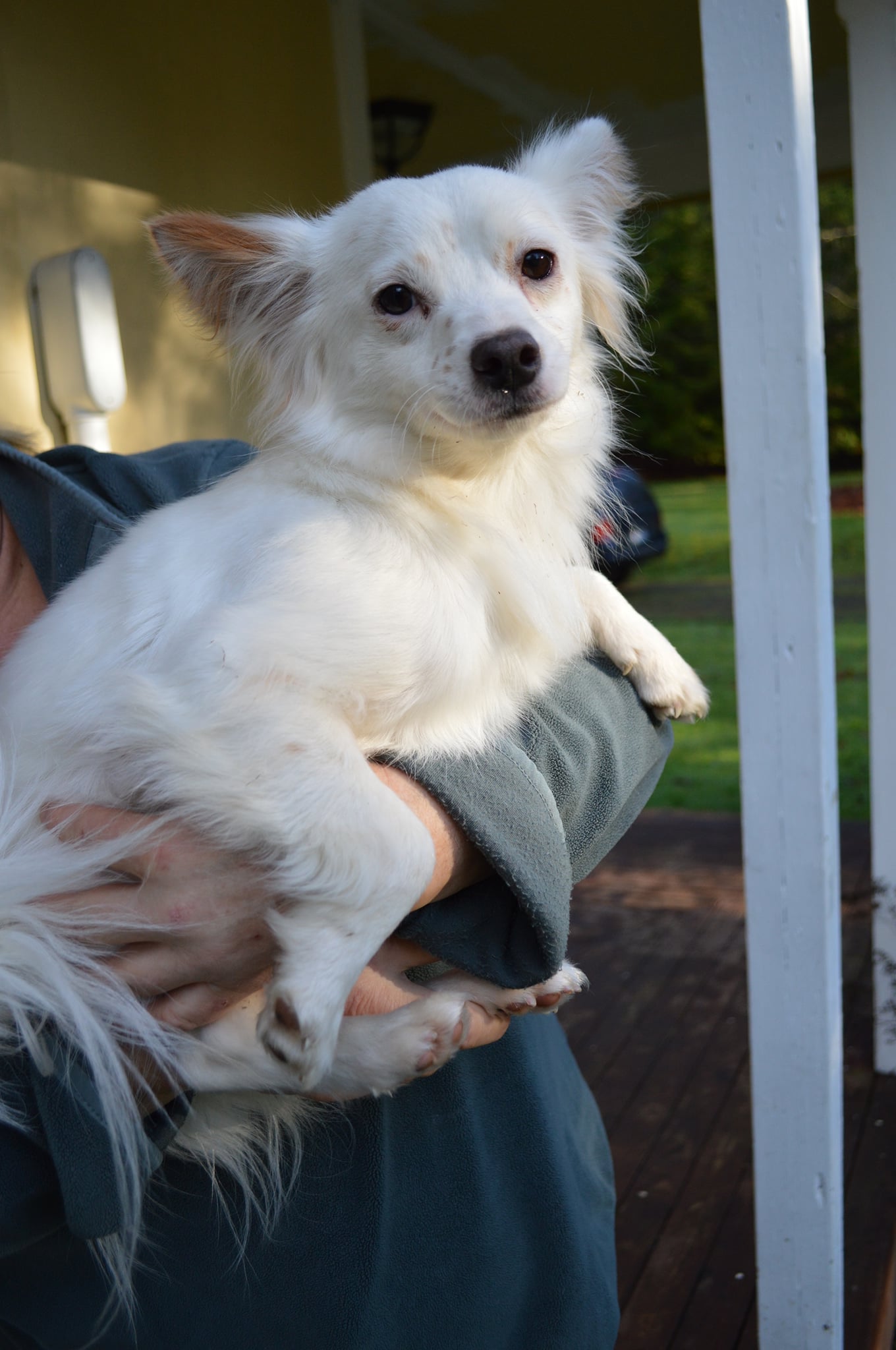 Jack russell sale cross papillon